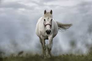 מכללת כרכור | חיבור אל הרגש בעזרת סוסים, בואו ללמוד מקצוע מאתגר ומתגמל