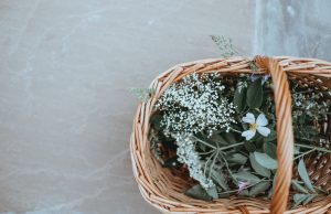 קורס ליקוט צמחים הוליסטי - מכללת כרכור, למטפלים שאוהבים להרגיש את הטבע