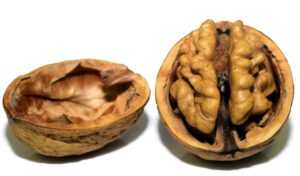 לימודי נטורופתיה: רכיבים תזונתיים והשפעתם החיובית על תפקודי המוח