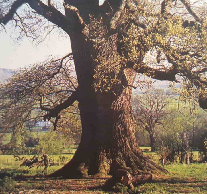 עץ גדול