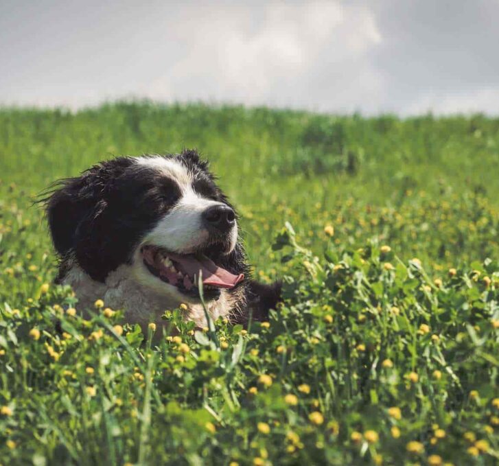 כלב נח בשדה
