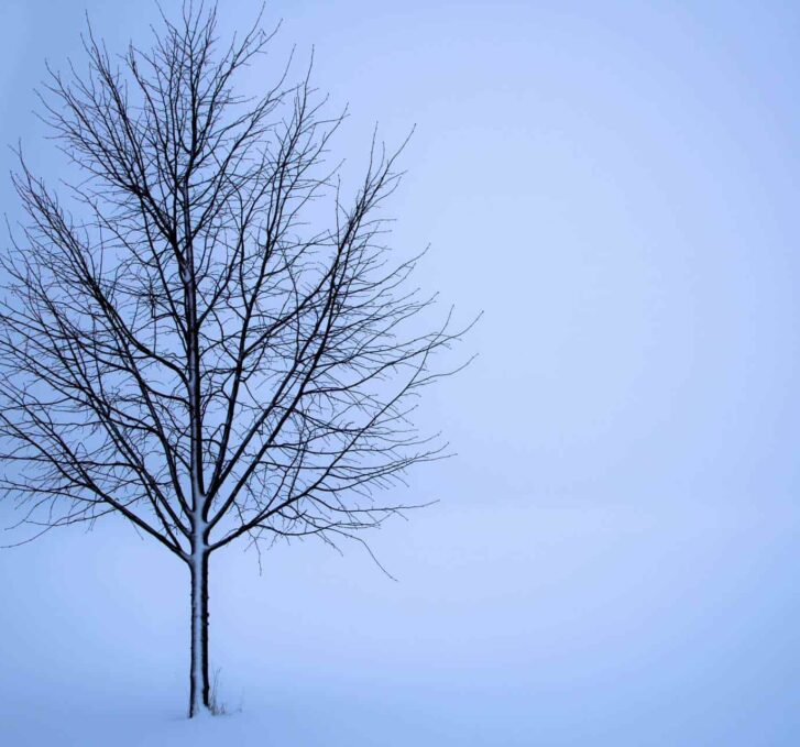 עץ בודד בשלג