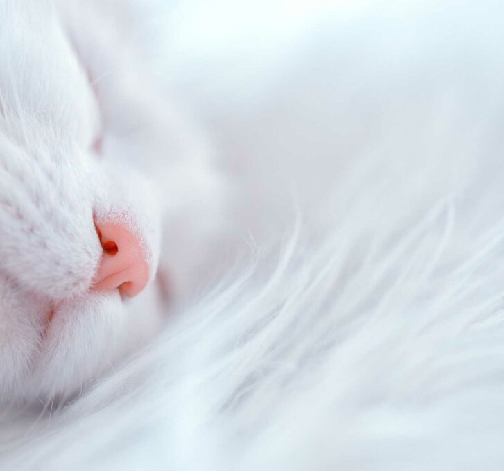 חתול לבן ברקע לבן