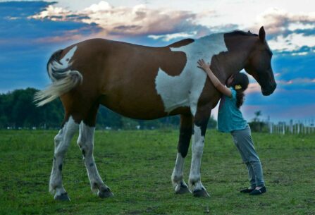 ילדה מחבקת סוס