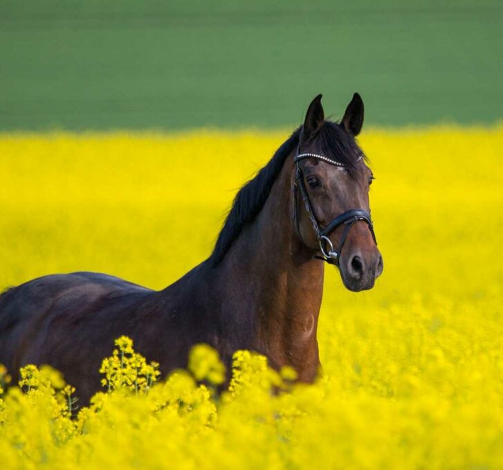 סוס דוהר בשדה צהוב