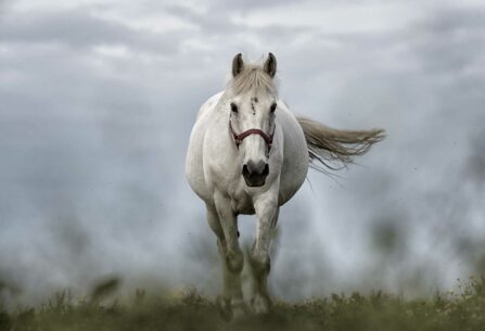 סוס לבן דוהר