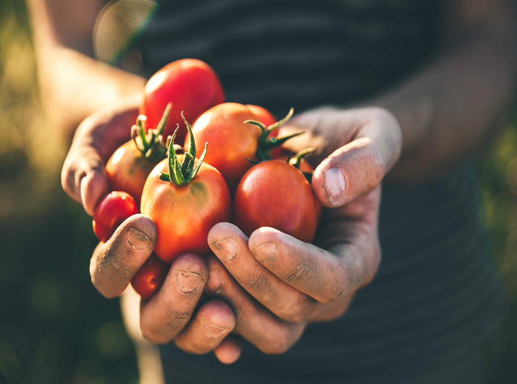 חיבוק עם הטבע: ידיים אוחזות בעגבניות שרי