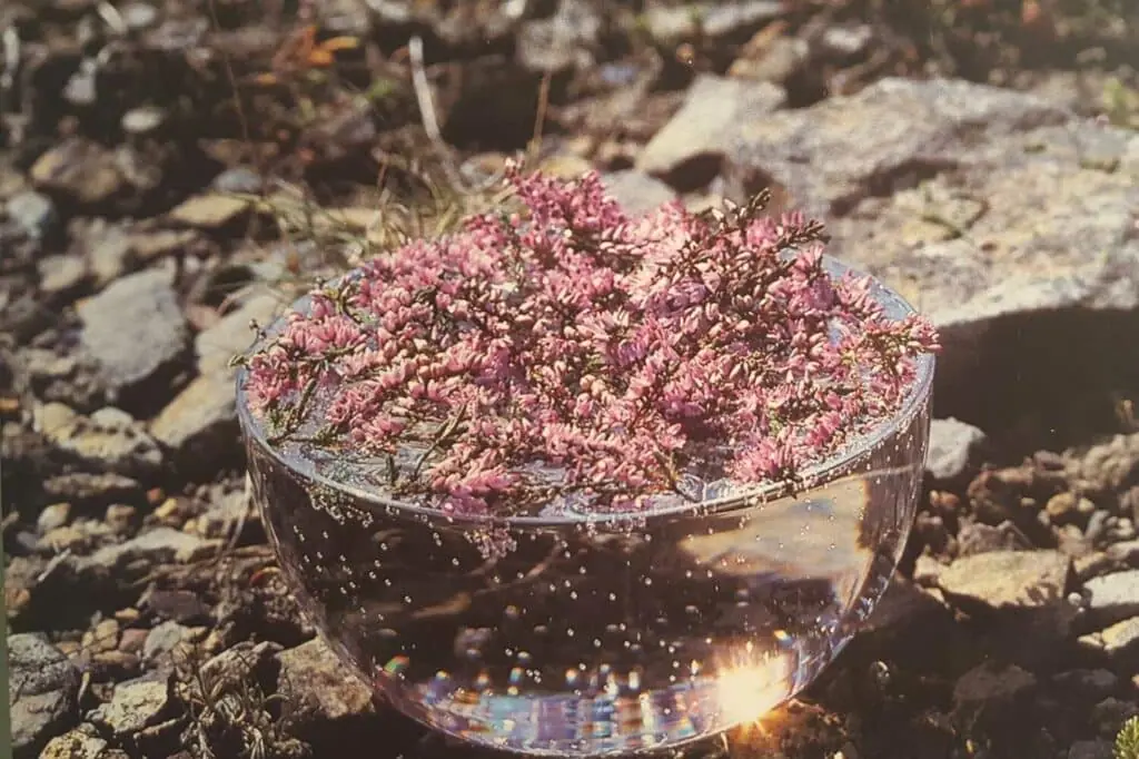 ירידה במשקל ופרחי באך