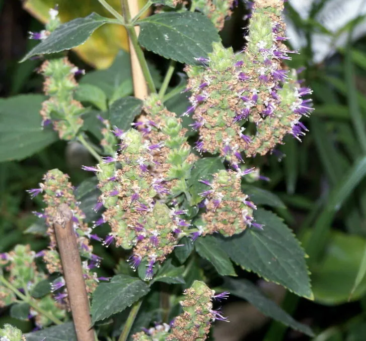 שמן פטצ׳ולי