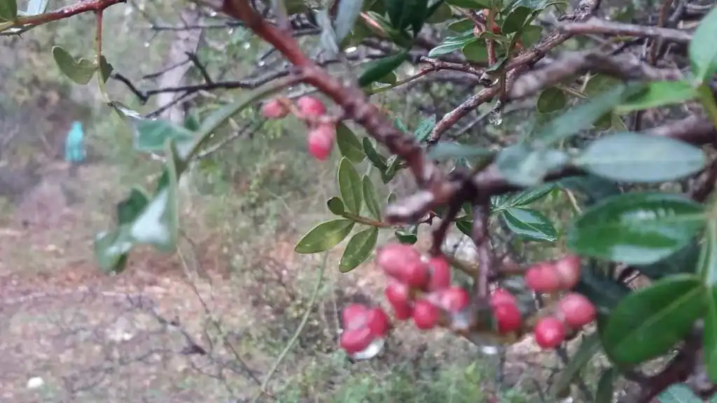 ריפוי טבעי גם בטבע אורבני , מאת: מיכל צרפתי. מכללת כרכור, הבית של הקריירה החדשה שלך