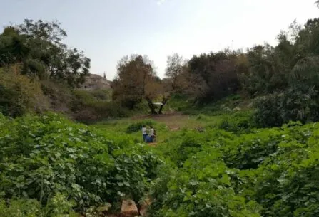 עמק-החובזות-בחורף